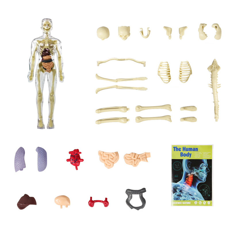 3D human body torso model for kids anatomy model skeleton